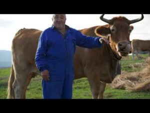 vacas-rubias-gallegas-en-venta-en-galicia