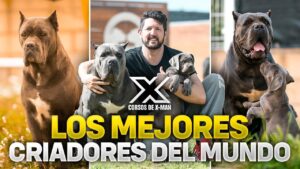 los-mejores-criaderos-de-perros-en-espana